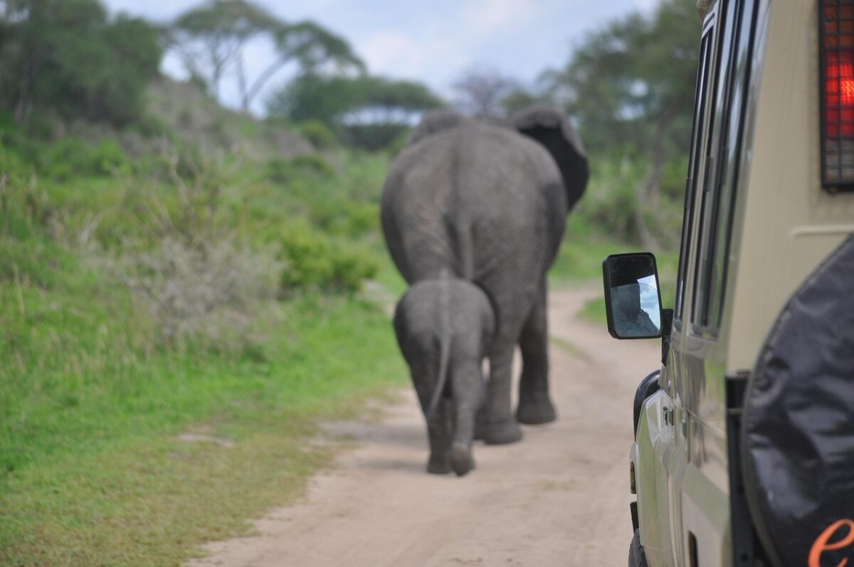 elephant walking African safari