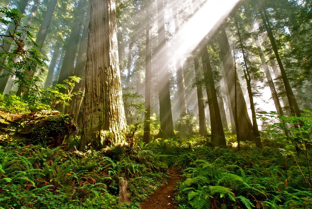 California redwoods